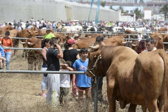 FERIA GANADO ARUCAS