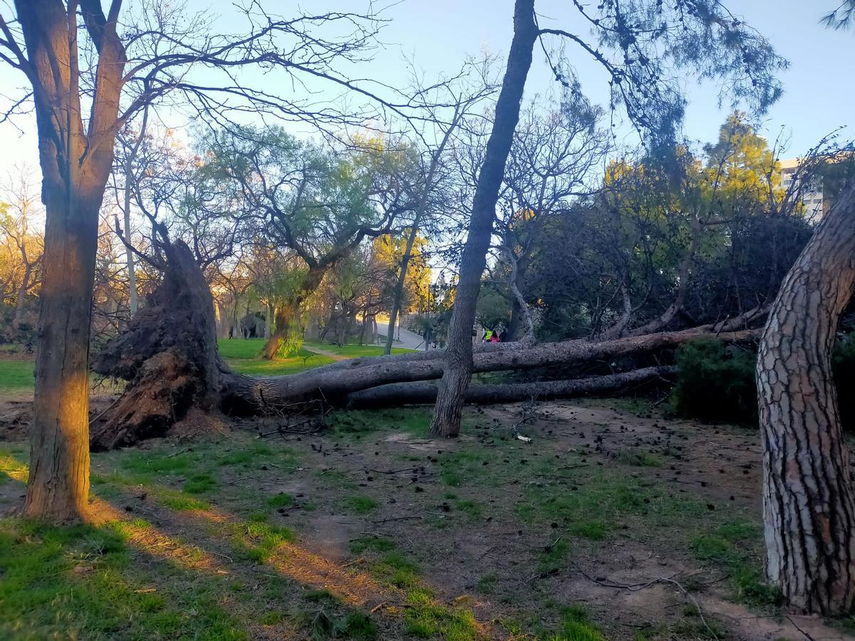 El Jardín del Turia, una zona de guerra tras el paso de la borrasca Leonardo