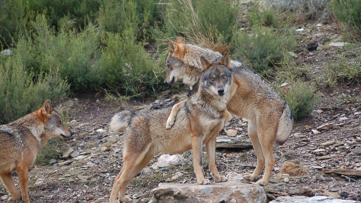 Tres ejemplares en el Centro del Lobo Ibérico de Sanabria