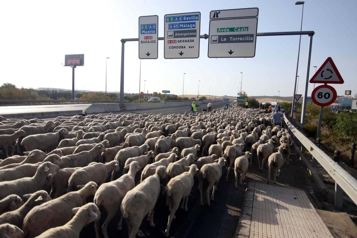 Las ovejas, a su paso por Córdoba