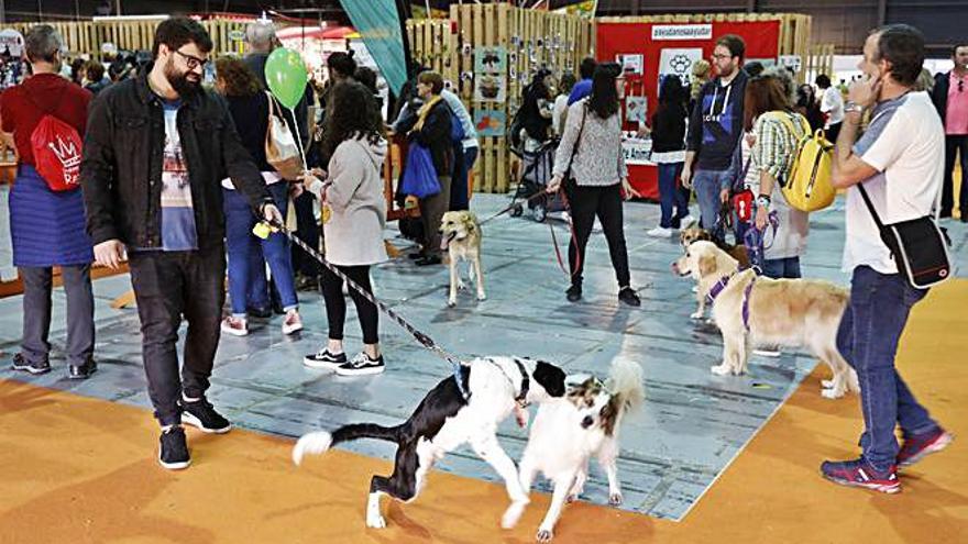 Ambiente en una edición anterior de Espacio Mascotas.