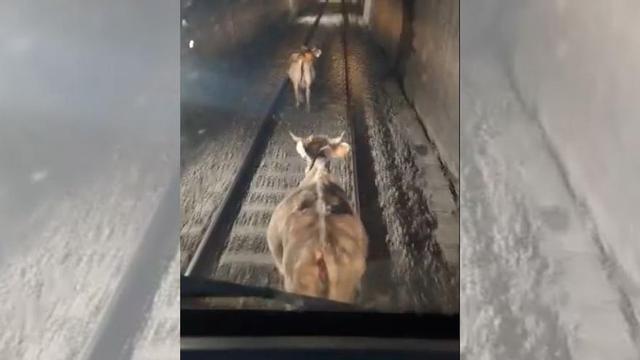 Les vaques a dins del túnel de la Molina.