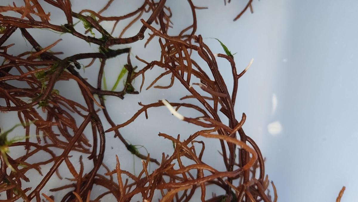 L'alga Gracilaria, cultivada a Roses.
