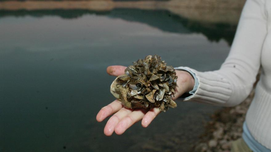 La invasión del mejillón cebra llega al embalse de La Pedrera, la principal reserva de agua de la provincia