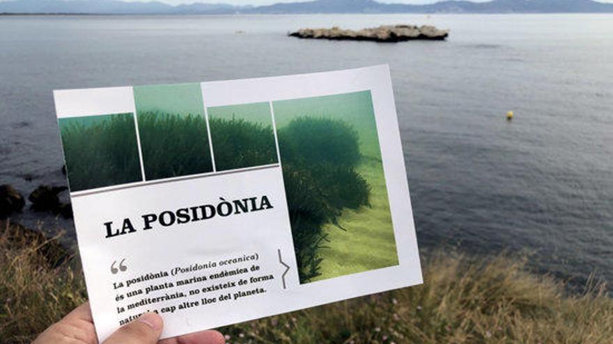 L&#039;Escala crea un camp de boies per protegir la posidònia