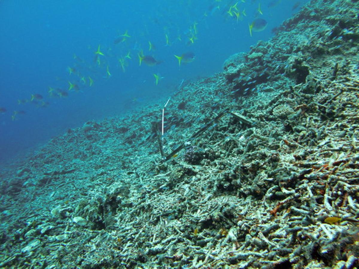 Restes d’escull després d’una invasió d’estrelles de mar ’corona d’espines’ a la Gran Barrera de Coral a Austràlia.