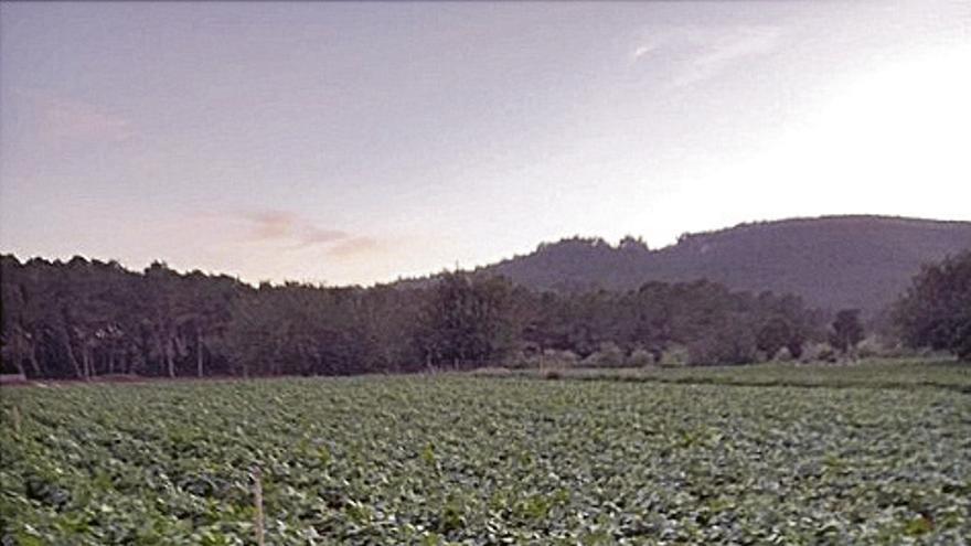 Les varietats tradicionals d’estiu: temps de plantar