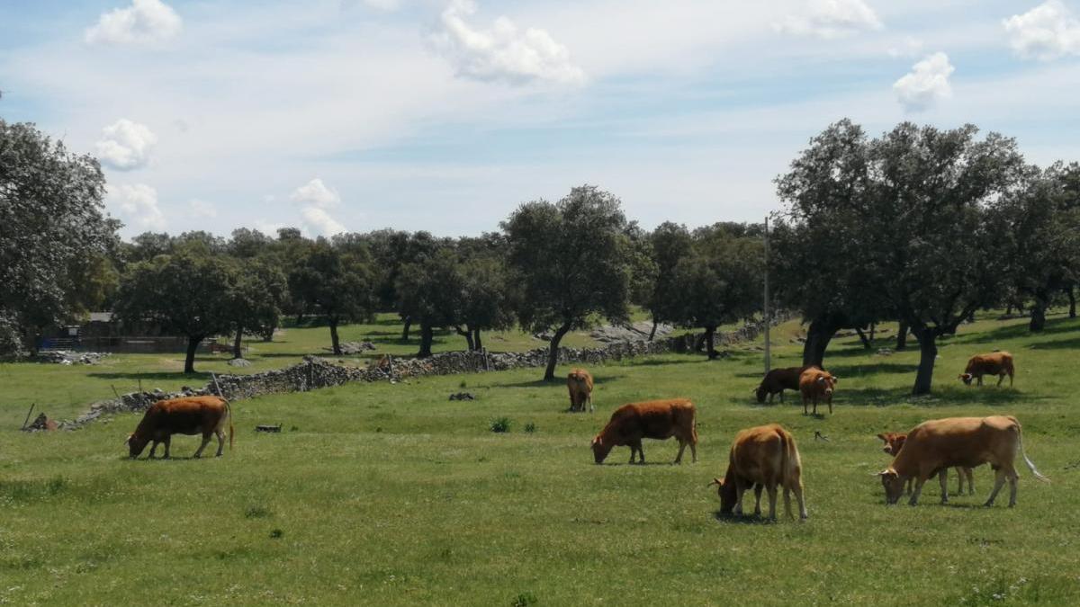 Córdoba lidera las políticas de sanidad animal en Andalucía