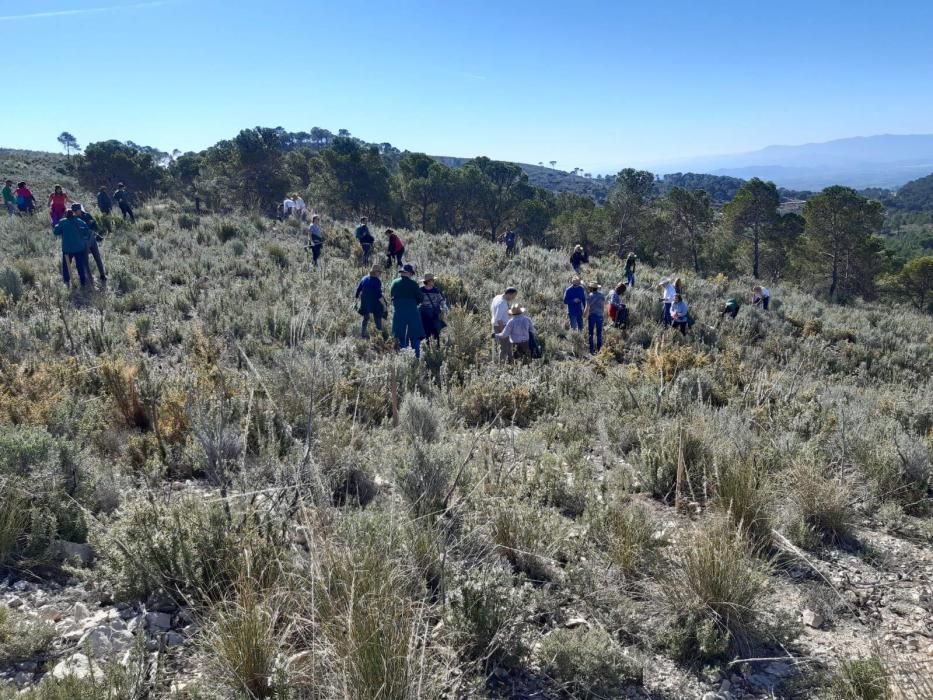 La falla Convento Jerusalén hace una repoblación forestal en Lliria