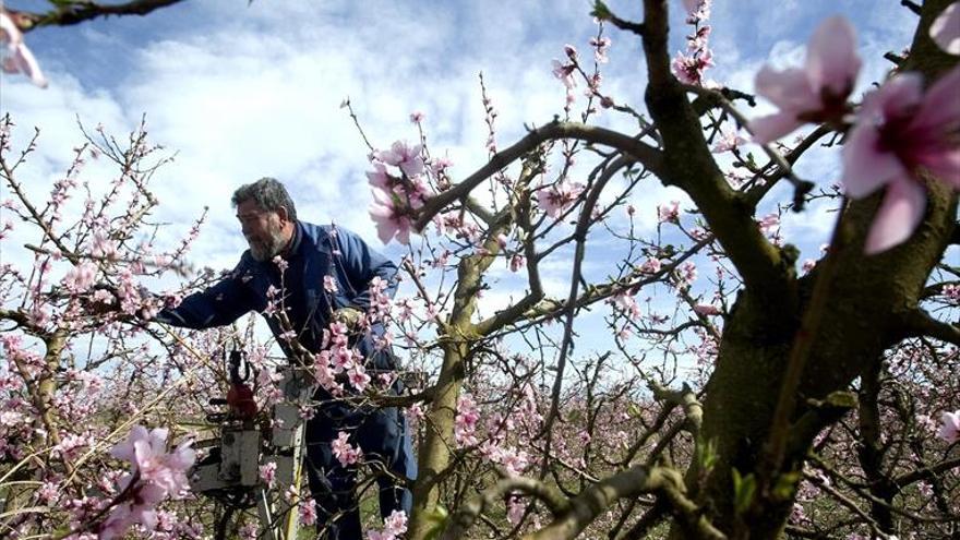 La cosecha de almendra en Aragón sube un 18% pero los precios caen