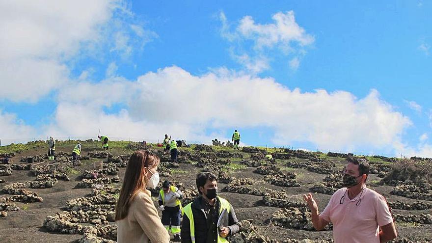 La consejera de Empleo, Nerea Santana, supervisa los trabajos en La Geria. | | LP/DLP