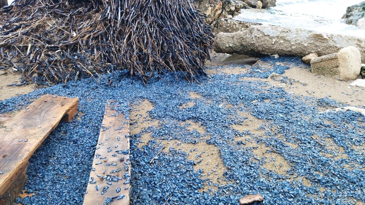 Los enjambres de medusas velero en la playa