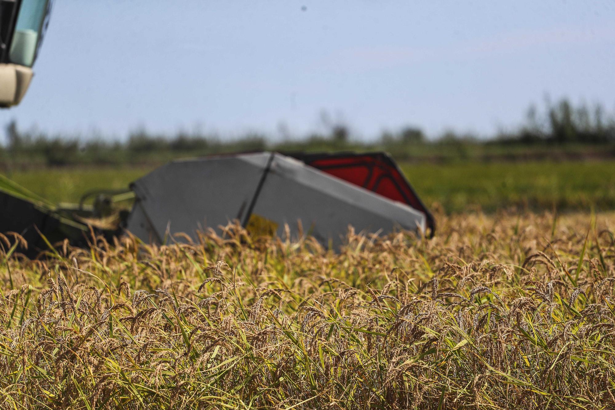 Comienza la siega del arroz en el Parque natural de La Albufera