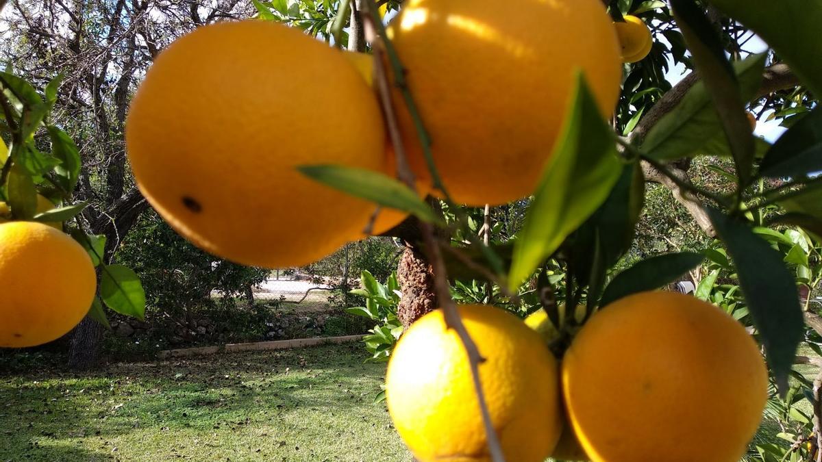 El Govern inicia el cambio de titularidad de la naranja ‘canoneta’