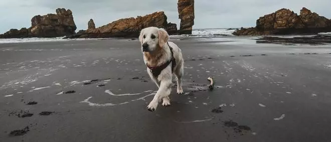 'Kida', la 'dogfluencer' que enseña Asturias