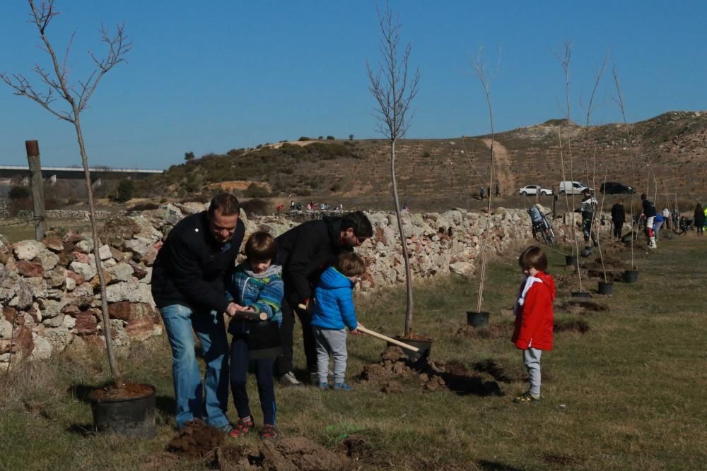 Plantación de árboles en Valderrey