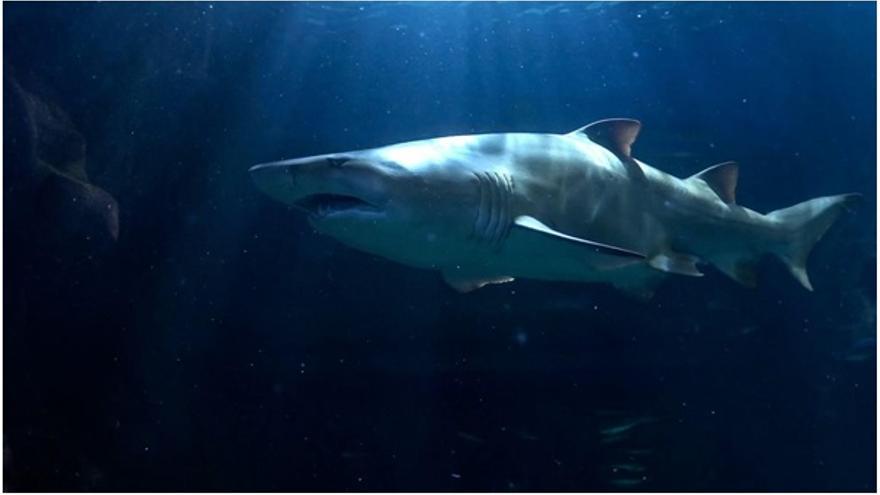 El impresionante tiburón toro se puede ver en Bioparc Acuario de Gijón.