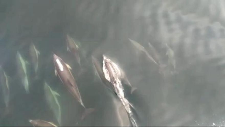 Una manada de delfines sorprende a los investigadores y técnicos de la campaña IBERAS 0920 cerca de las Cíes