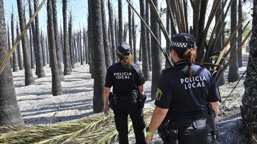 Palmeras calcinadas el sábado en el Camp d&#039;Elx.