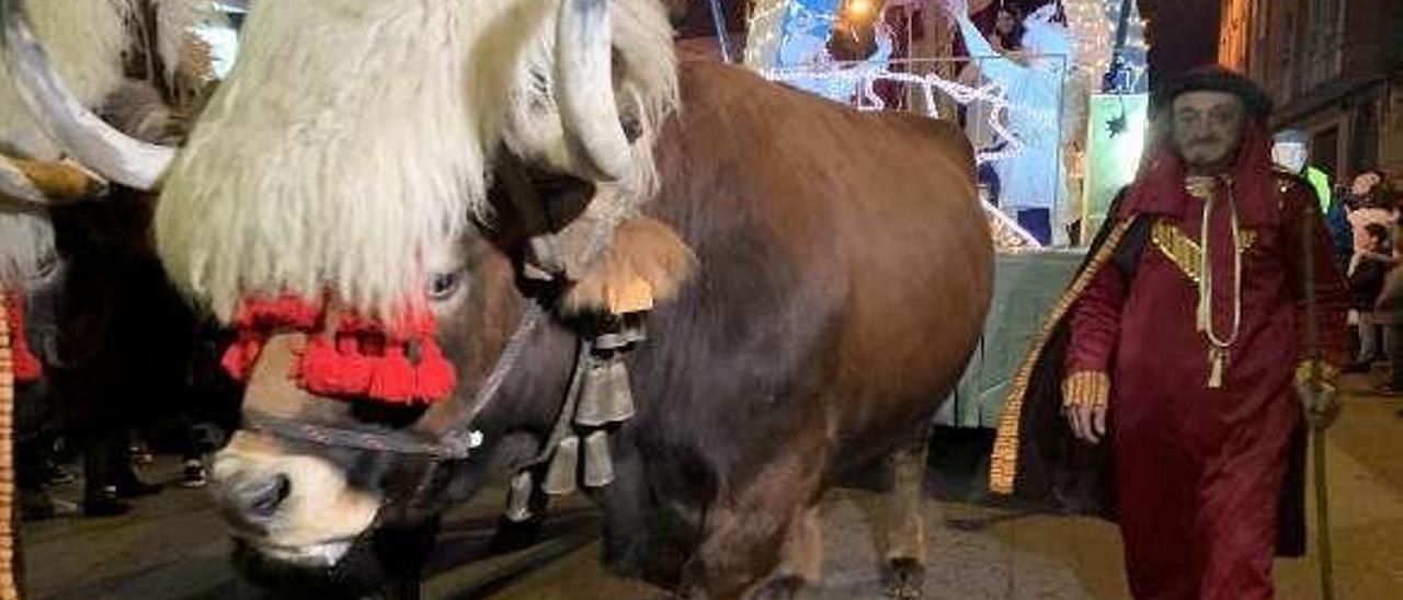 Bueyes arrastrando una de las carrozas de la cabalgata de Aliatar.