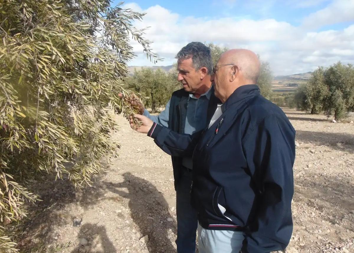 El presidente de COAG en la Región de Murcia, José Miguel Marín, en la finca agrícola de Jumilla.