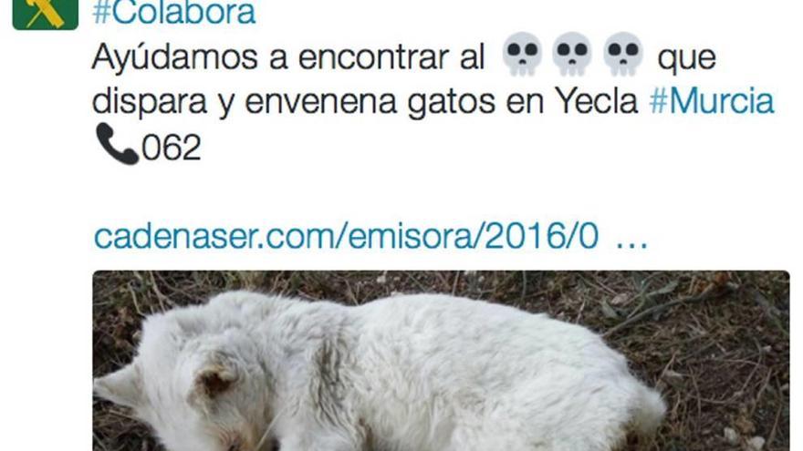 #Ayúdanos a encontrar al asesino de gatos