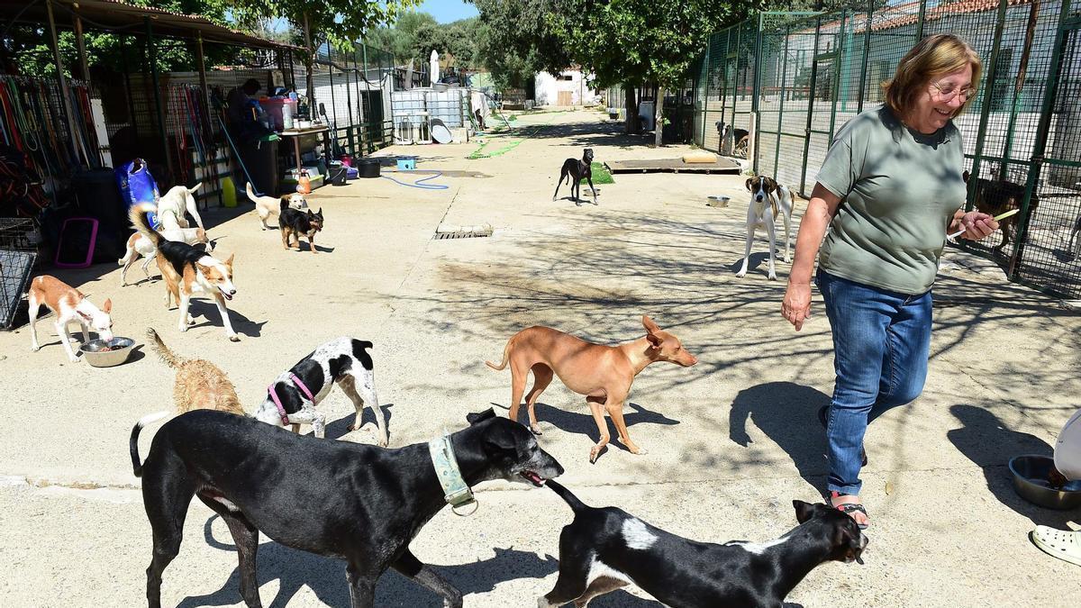 El refugio de Plasencia cierra a más animales por saturación.