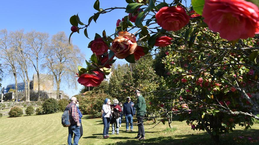 Las camelias del castillo de Soutomaior, un oasis en Pontevedra ajeno al cambio climático