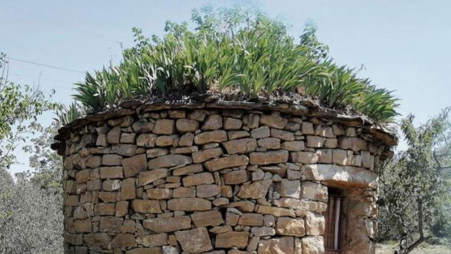 Lliris plantats a la teulada d&#039;una barraca de vinya restaurada a Sant Vicenç de Castellet