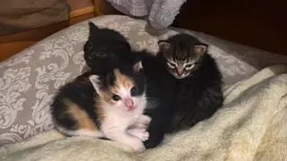 Lanzan un SOS en Xàtiva por el abandono de camadas de gatos