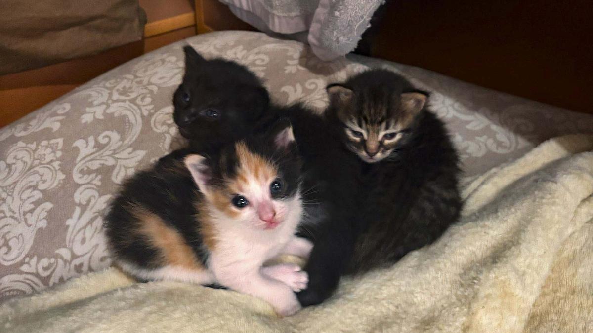 Buscan adoptantes para 44 crías y 14 gatos adultos en Xàtiva
