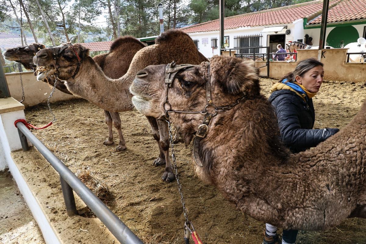 Los dromedarios ya están listos para trasladar a los Reyes Magos de Alcoy
