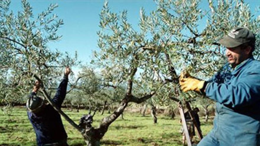 Asaja recomienda esperar a que suban los precios para recolectar la aceituna de mesa