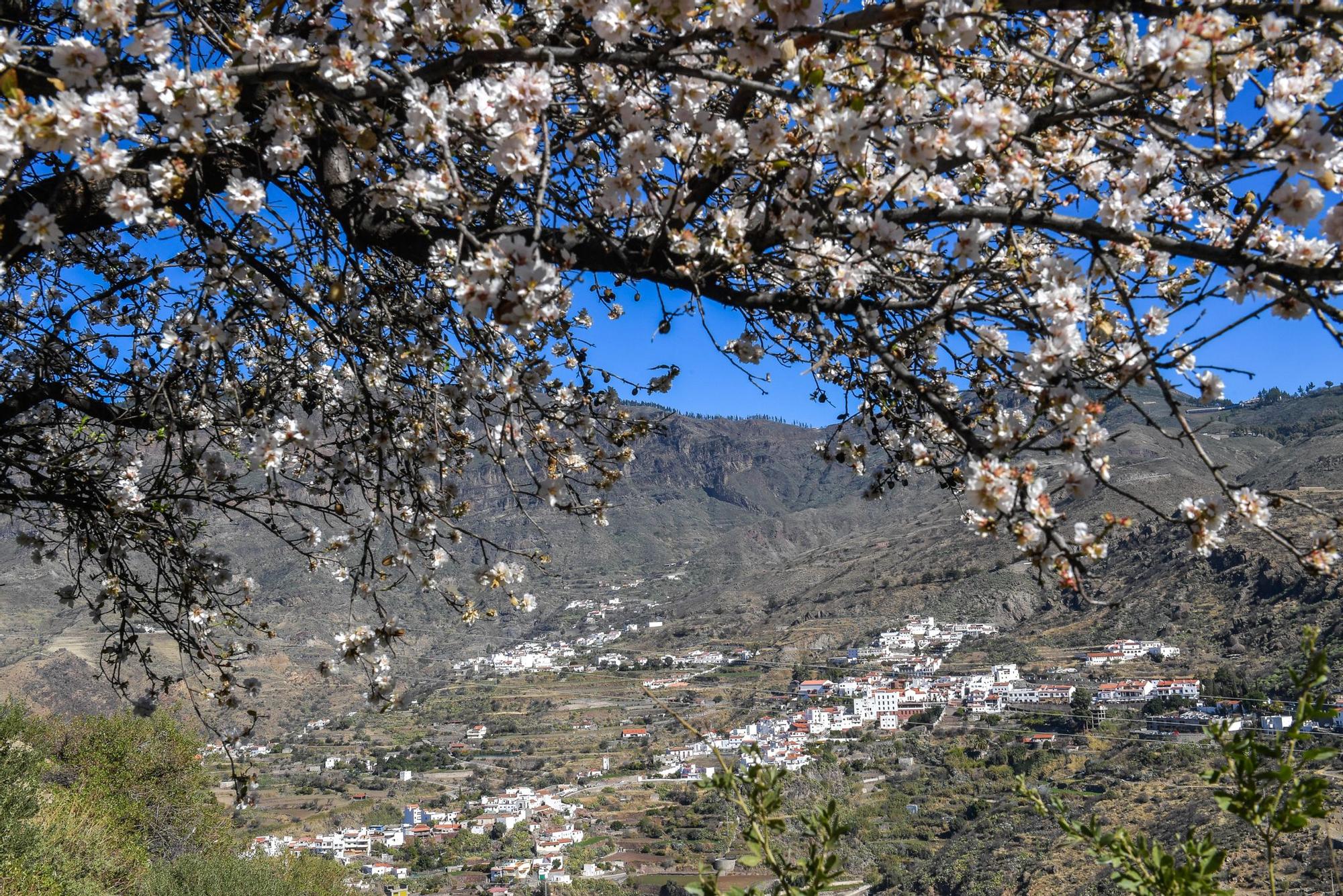 Almendros en flor en Tejeda