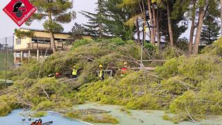El reventón térmico de Villena arrancó 16 árboles de más de 25 metros de alto