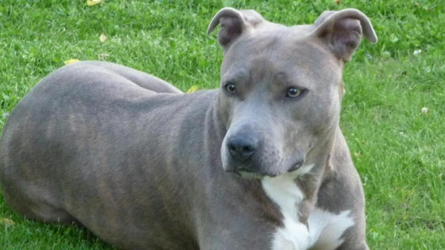 Un perro de raza peligrosa muerde a una chica de 14 años en pleno centro de Dénia