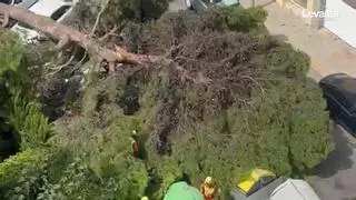 La caída de un pino de grandes dimensiones en la playa de Gandia causa una herida leve y daños materiales