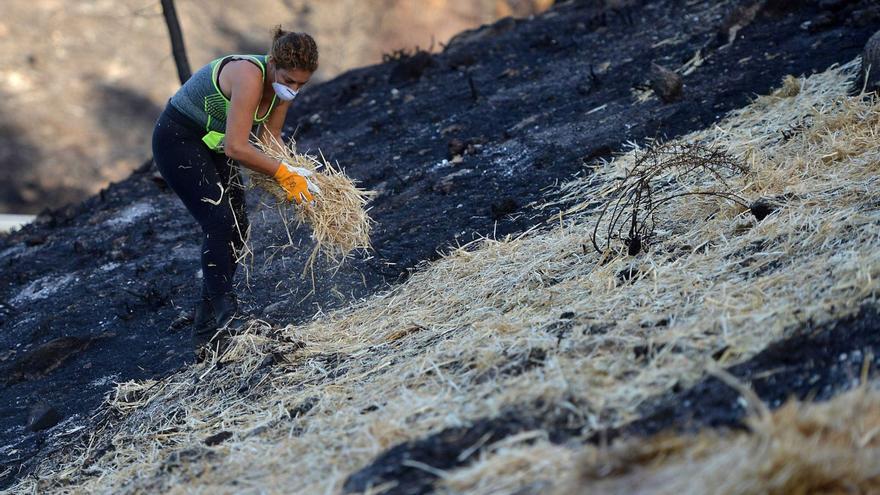 Cuatro años para borrar la huella del fuego