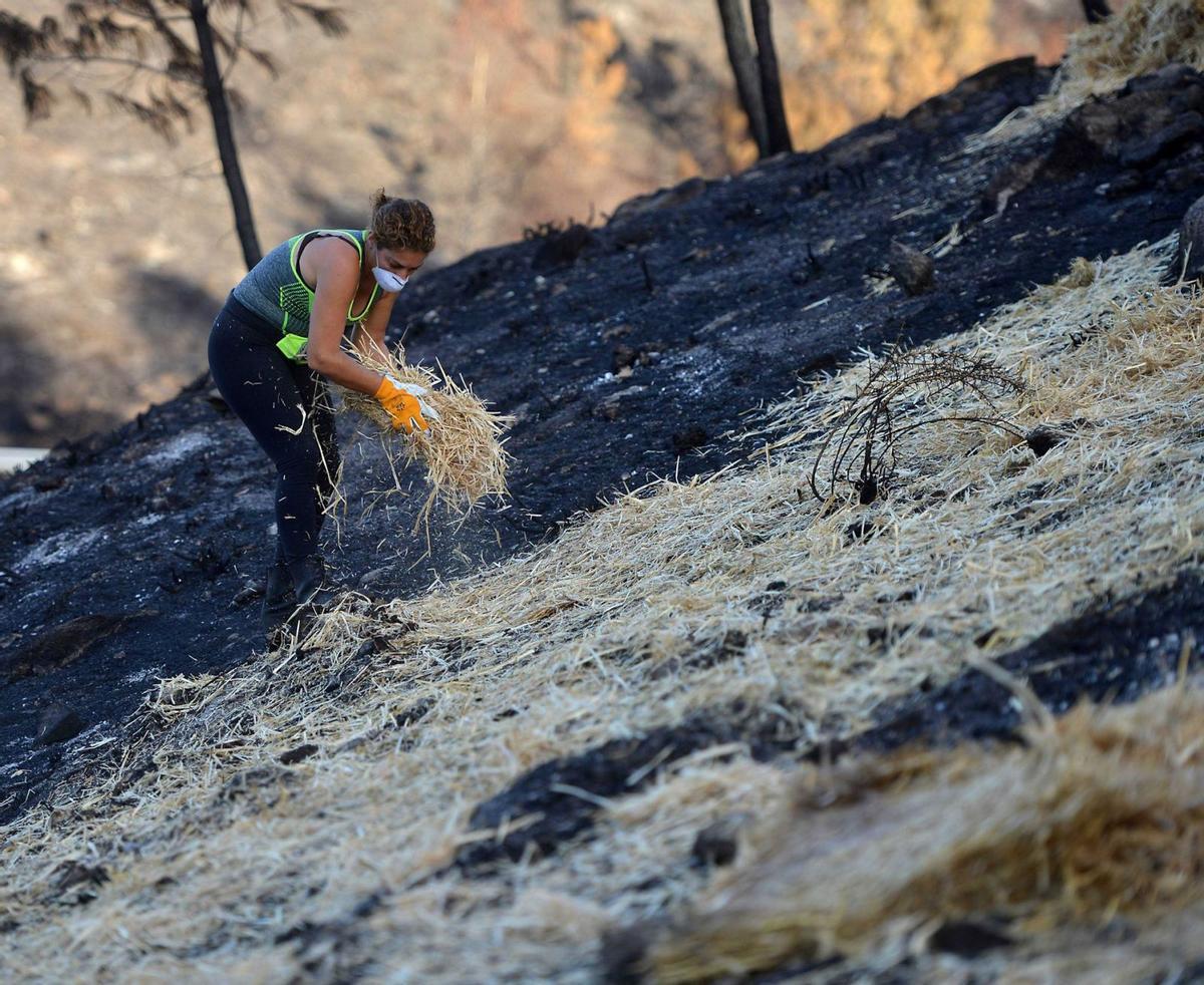 Una voluntaria cubre con paja el terreno quemado, en montes de Ponte Caldelas.