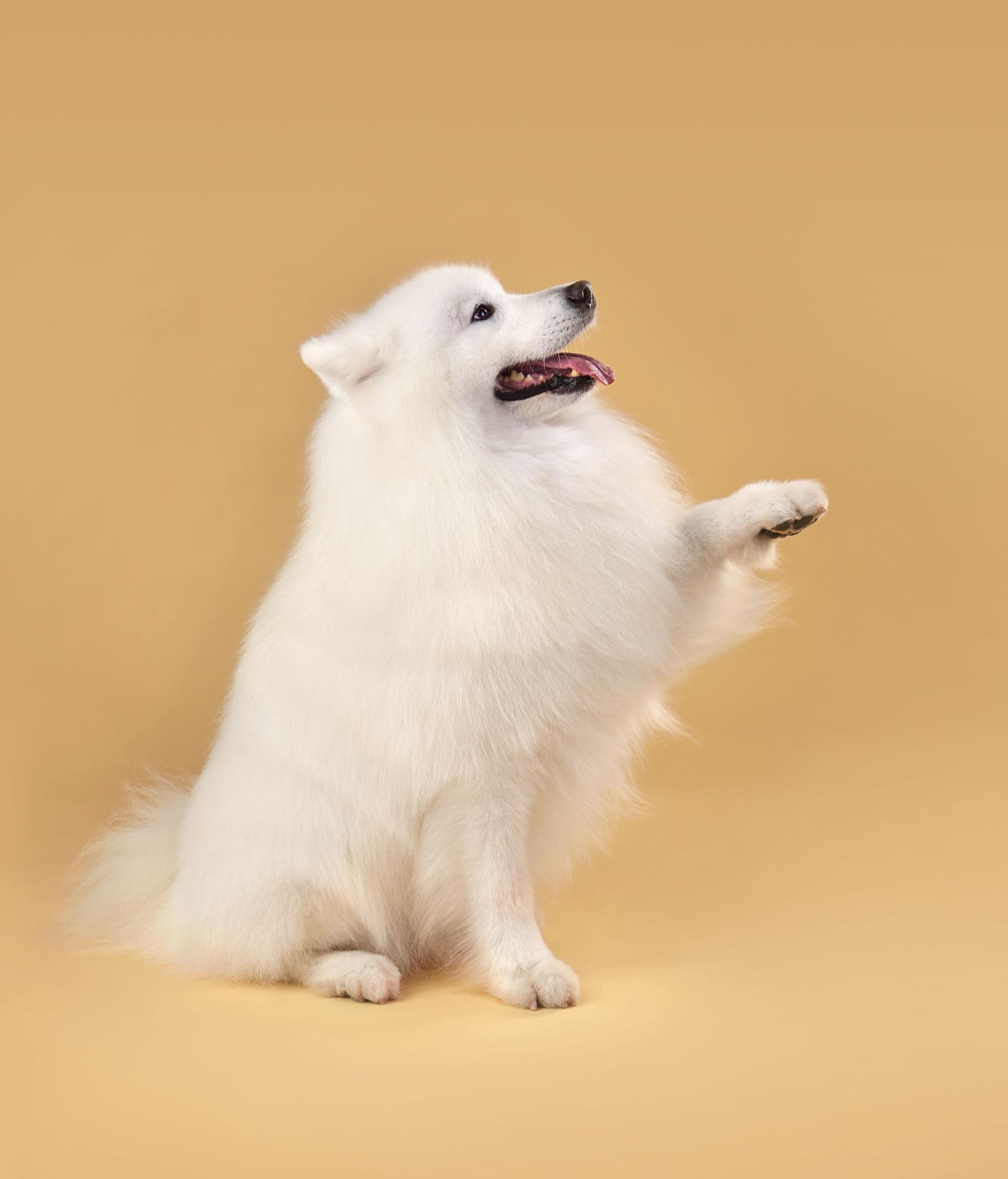 El samoyedo es una de las razas de perros más caras en España