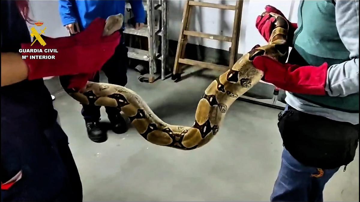 El SEPRONA de la Guardia Civil decomisa una Boa Constrictor y una Pitón Real en un domicilio de Zaragoza