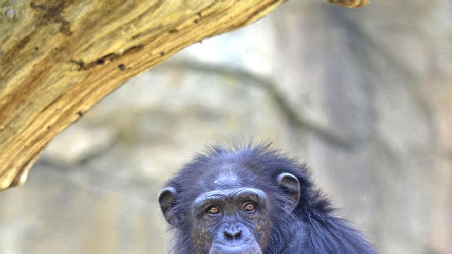 Así es Coco, el bebé chimpancé de Bioparc