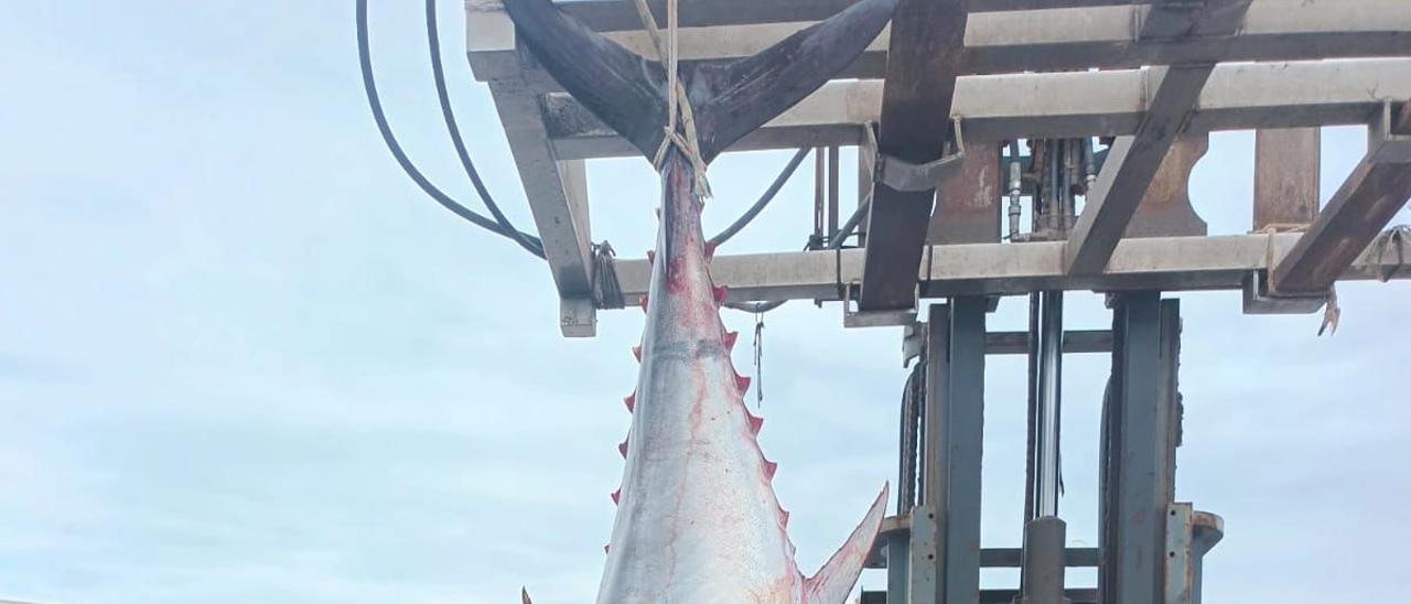 Capturan un atún de 215 kilos en aguas de Baleares