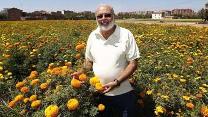 Miguel Galán, en uno de los campos donde se ultima el cultivo de clavellones.