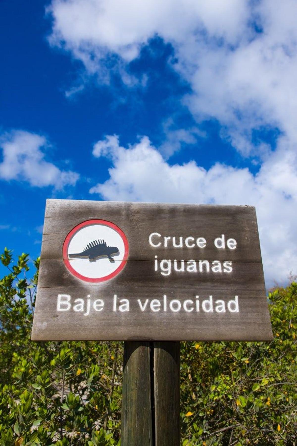 Señal iguana