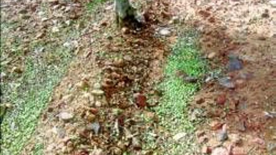 El olivar de Monterrubio pierde 3,6 millones por la tormenta