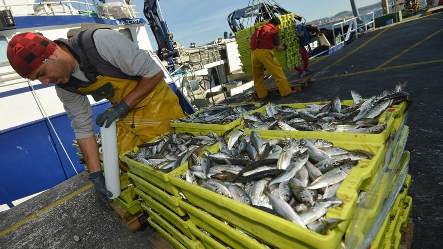 Golpe para la flota gallega: los científicos piden cercenar la cuota de jurel y anchoa