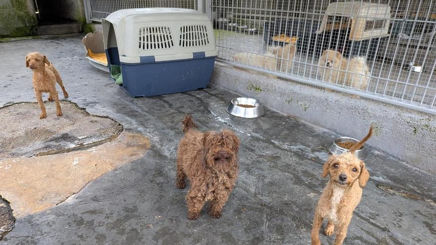 El criadero de Gijón, clausurado por temor a que los dueños retomen la venta de perros