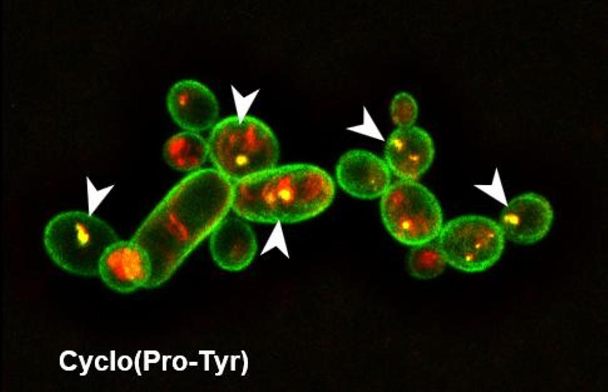 Vista microscópica de cultivo tratado con Cyclo(Pro-Tyr) /IHSM "La Mayora"