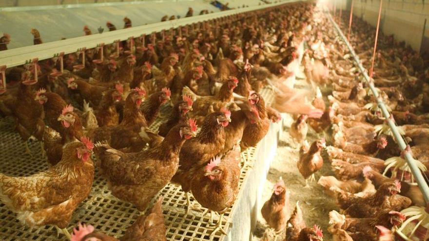 Las nuevas reglas de la Unión Europea triplicarían el precio de la carne de pollo